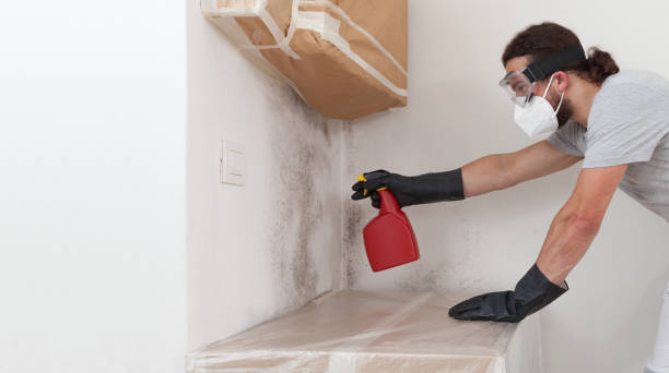 Professional Black Mold Removal technician working in Sugar Land, TX