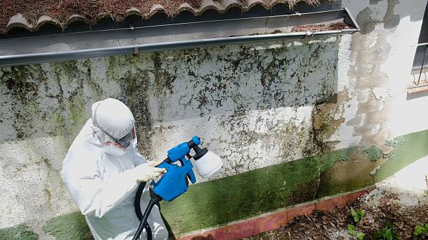 Trusted Attic Mold Removal service in Sugar Land, TX - Cheap Mold Removal